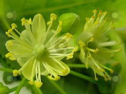 Pure Linden Blossom Absolute Oil