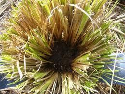 Vetiver Essential Oil