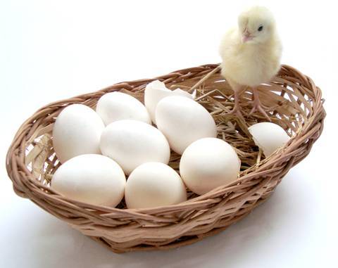 Eggs
