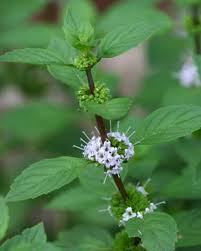 Dementholised Peppermint Oil