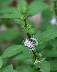 Dementholised Peppermint Oil