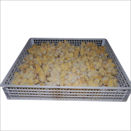 Hatcher Tray