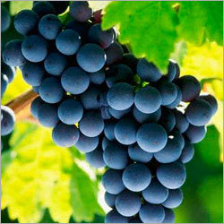 Grape Flavour