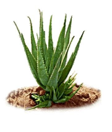 Aloe Barbadensis Extract