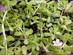 Bacopa Monnieri Extract