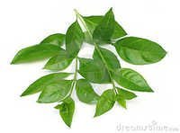 Lawsonia Inermis Extract
