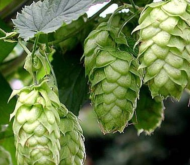 Hops Extract