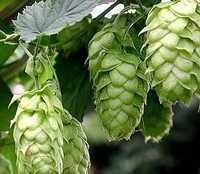 Hops Extract