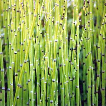 Horsetail Extract