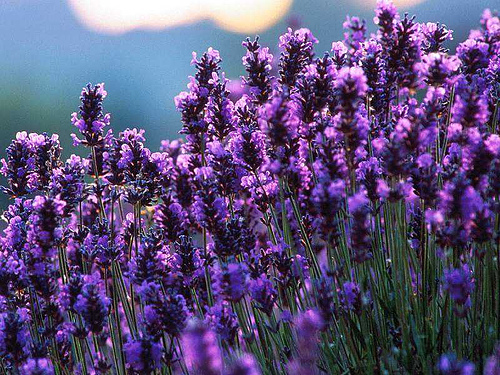 Lavender PG Extract