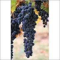 Blackberry Grapes
