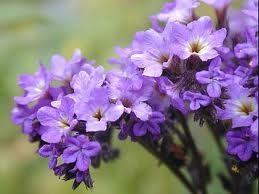 Pure Heliotrope Absolute Oil