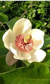 Pure Magnolia Oil