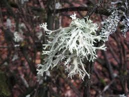 Pure Oakmoss Oil