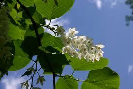 Pure Styrax Benzoin Oil