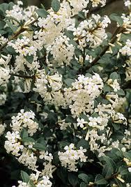 Pure Osmanthus Oil