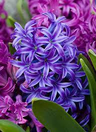 Pure Hyacinth Absolute Oil