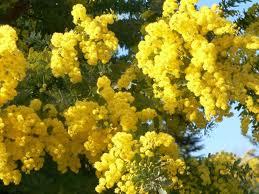 Pure Mimosa Absolute Oil