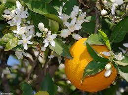 Pure Orange Blossom Oil