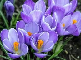 Pure Violet Absolute Oil