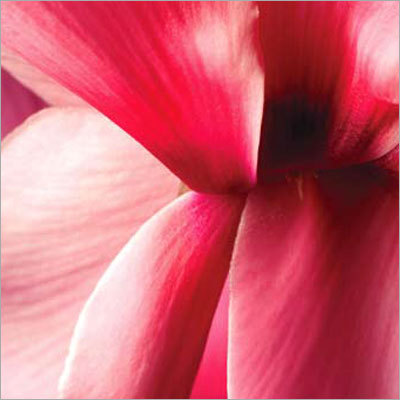 Cyclamen at-a-Glance