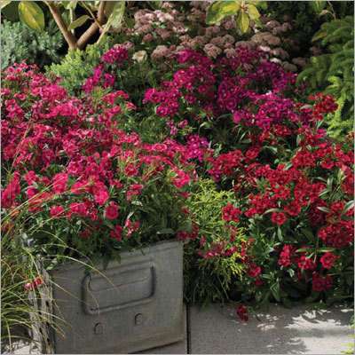 Dianthus