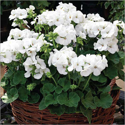 Multibloom