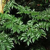 Pure Balsam Tolu Essential Oil