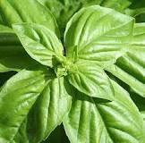 Pure Basil Essential Oil