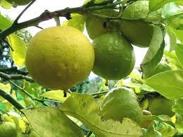 Pure Bergamot Essential Oil