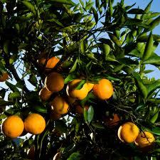 Pure Bitter Orange Oil