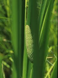 Pure Calamus Essential oil