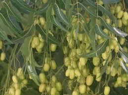 Neem Fruit