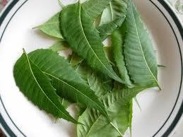 Neem Leaves