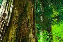 Pure Cedarwood Essential Oil