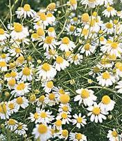 Pure Chamomile Essential Oil - German