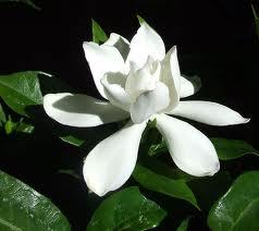 Pure Gardenia Essential Oil