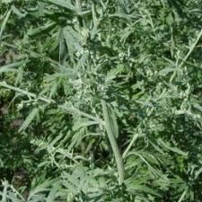 Pure Kapoor Kachri Essential Oil