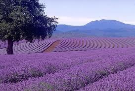 Lavender Oil-Standard