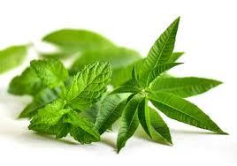 Pure Lemon Verbena Essential Oil