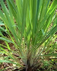 Pure Lemon Grass Essential Oil