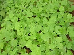 Pure Patchouli Essential Oil - Indonesian