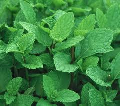 Pure Spearmint Essential Oil