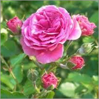 Pure Rose Essential Oil