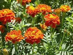 Pure Tagetes Essential Oil