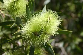 Pure Tea Tree Essential Oil