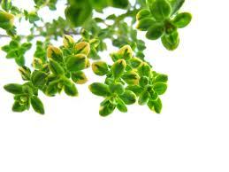 Pure Thyme Essential Oil