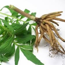 Pure Valerian Essential Oil