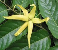 Pure Ylang Ylang Essential Oil