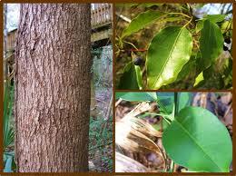 Pure Camphor Essential Oil